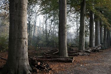 Het belang van droog haardhout