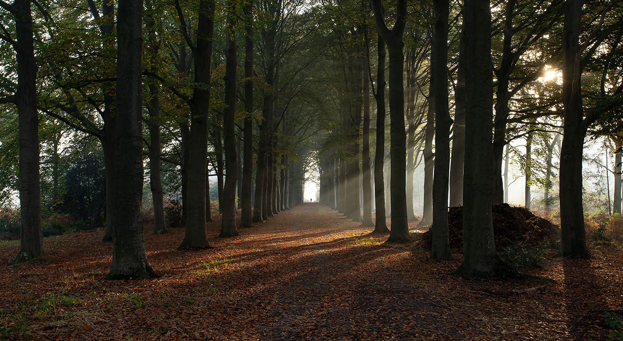 Welk hout kunt u het beste gebruiken voor uw houtkachel?